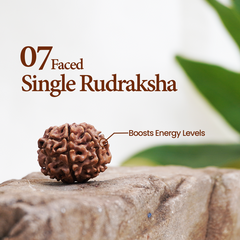 07 Faced Single Rudraksha