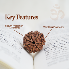 07 Faced Single Rudraksha