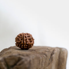 07 Faced Single Rudraksha