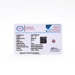 07 Faced Single Rudraksha